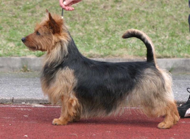 BLUEPEPPER'S RING | Australian Terrier 