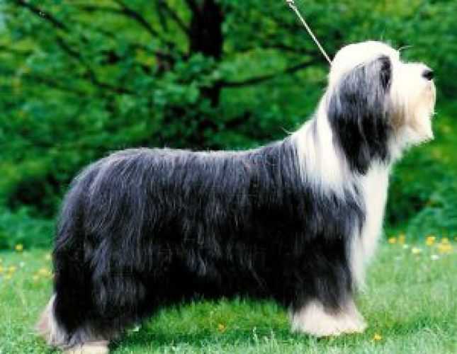 Firstprizebears Hillary Clinton | Bearded Collie 