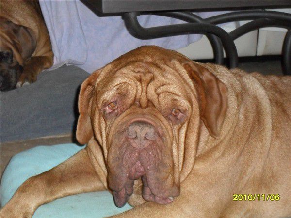 U'voxane du clos des darbounelles | Dogue de Bordeaux 