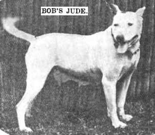 Bob's Jude | American Pit Bull Terrier 