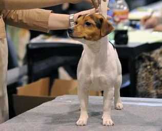 Yours Yoshka of Jack´s Paradise | Jack Russell Terrier 