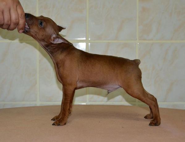 Charly dekkers of transylvanian legend | Miniature Pinscher 