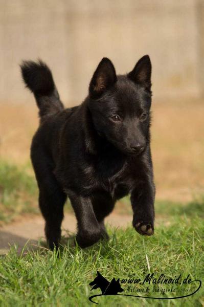 Dwarf Energy Elisse | Schipperke 