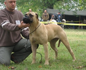 Wictoria Gameskeepers of wuthering heights | Bullmastiff 