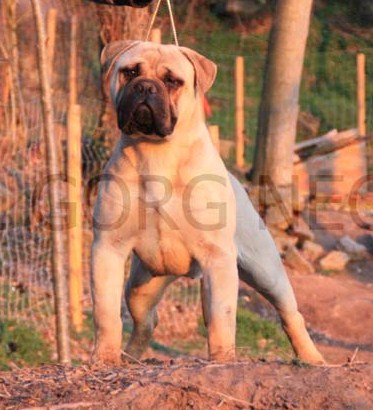 Bullstock Diva Divine | Bullmastiff 