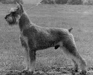 Skansen's Park Avenue | Giant Schnauzer 