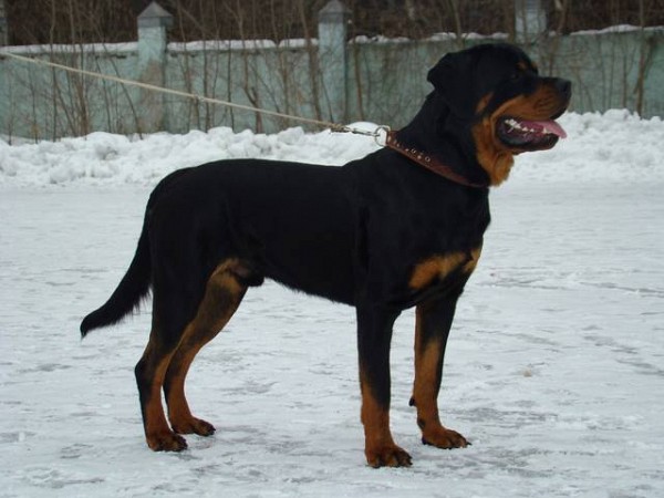 Aberon Esko Gotz | Rottweiler 