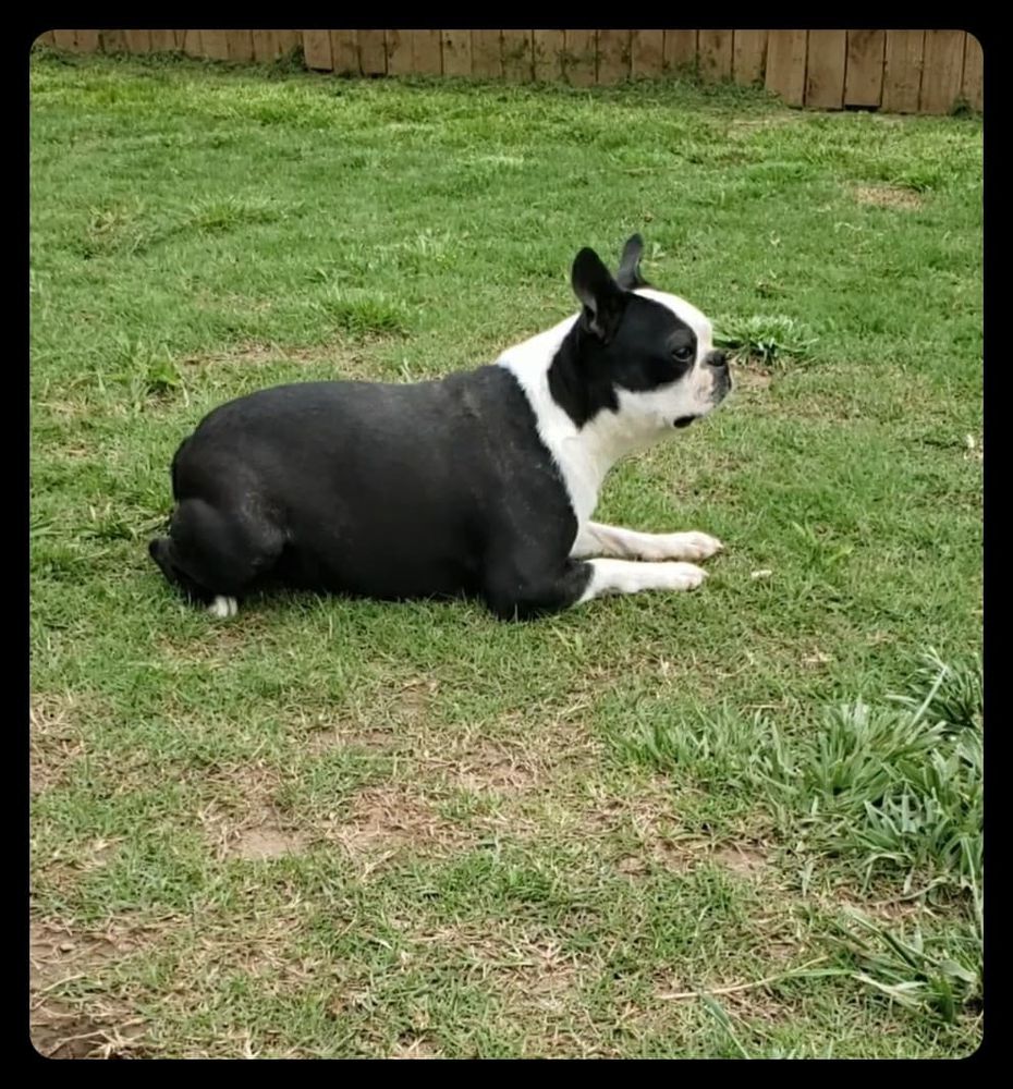 Just Because Popcorn | Boston Terrier 