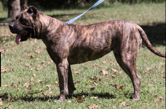 Katu De Cabeza Grande | Perro de Presa Canario 