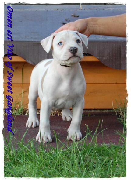 Omen est Vito of Sweet Gangland | American Staffordshire Terrier 