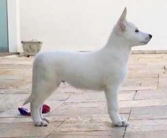 Amarok Saville Blanc | White Swiss Shepherd Dog 