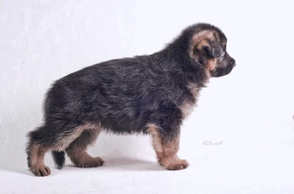 Barcelona  Gven Blaid | German Shepherd Dog 