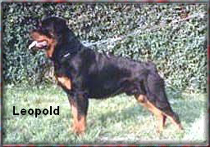 Leopold | Rottweiler 