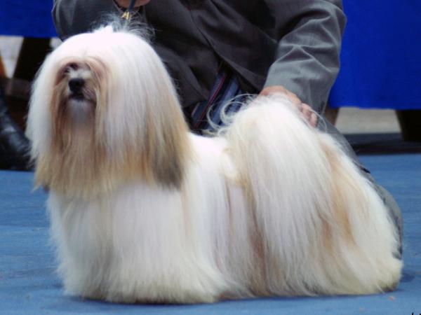 Raeder's Safiy Bob Sinclar | Lhasa Apso 