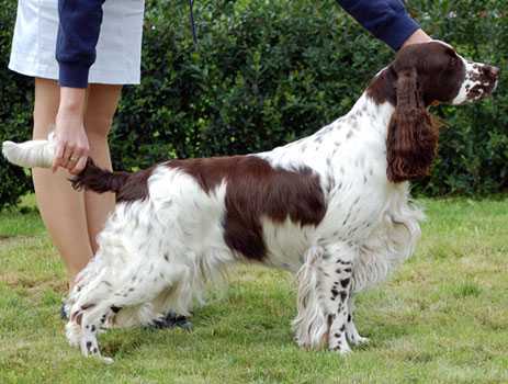 High Score Blonde Have More Fun | English Springer Spaniel 