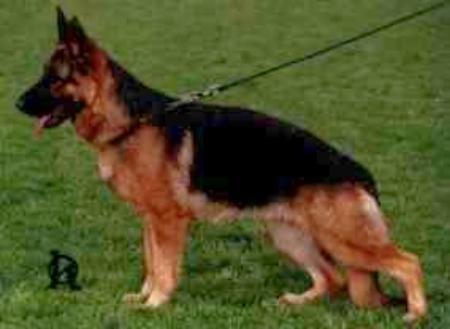 Iska Dlha Roven | German Shepherd Dog 