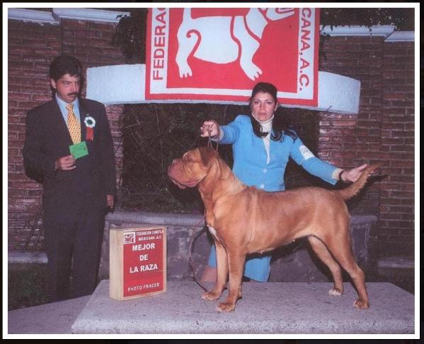 Csilizradvanyi LIZA | Dogue de Bordeaux 