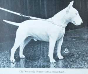 Ormandy Souperlative Snowflash | Bull Terrier 