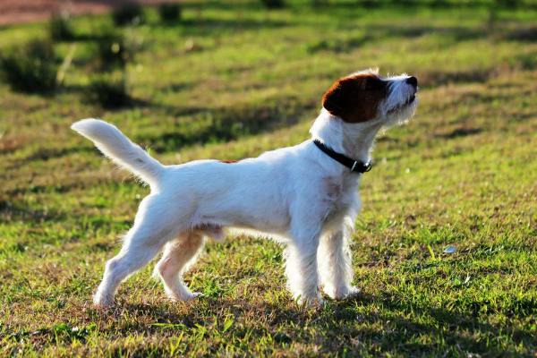 Pilato | Jack Russell Terrier 