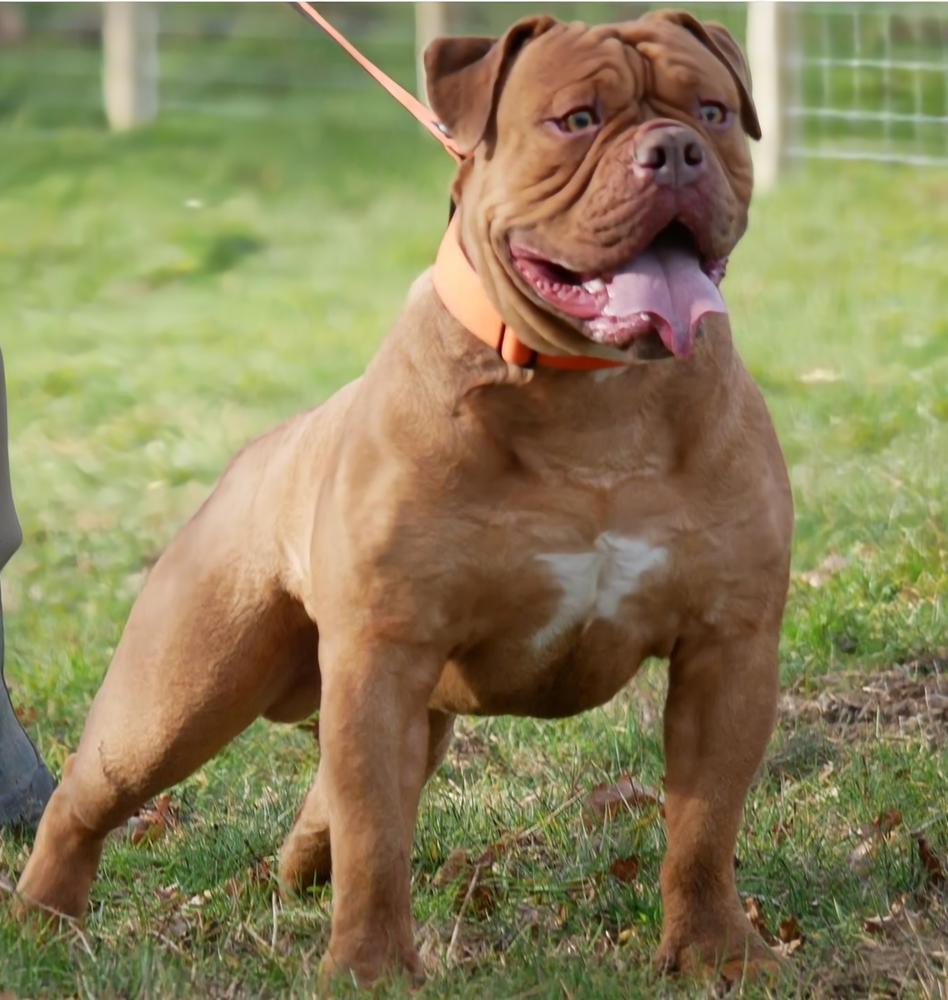 Genetic Bullz Duke | Olde English Bulldogge 