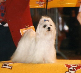 She's A Lady Of Erwin's Dream Lovers | Maltese 