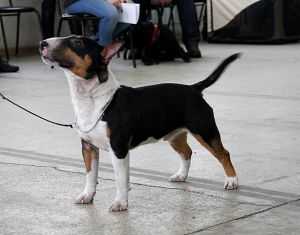 MOOLTI LEGEND OF BREED TO SVEJIY VETER | Miniature Bull Terrier 