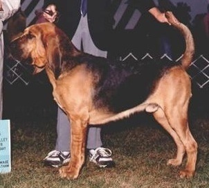 Frankie's Lord Freemont | Bloodhound 