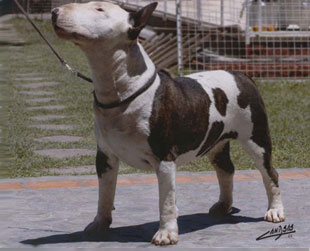 Chino de Coraje | Bull Terrier 