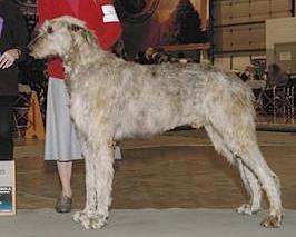 St Leger Grafton | Irish Wolfhound 