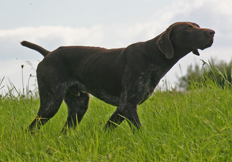 Voyo du Pied du Mont | German Shorthaired Pointer 