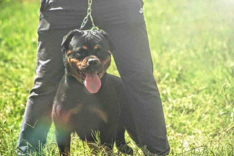 ROSE RITTER VON CAMELOT | Rottweiler 