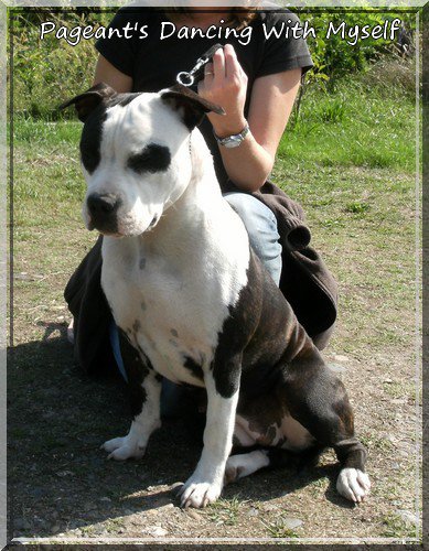 pageant's dancing with myself | American Staffordshire Terrier 
