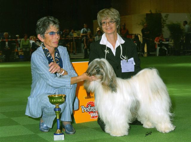 DSCHOWO'S BUDDHA WANGTHANG | Tibetan Terrier 