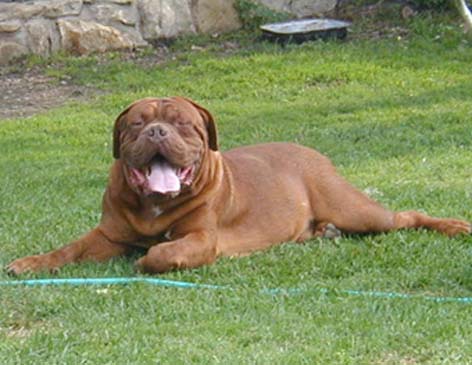 Grot Omen (PKR.II-70096) | Dogue de Bordeaux 
