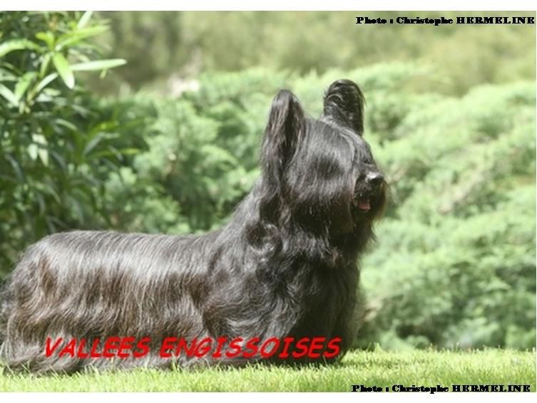 Cock-A-Doodle-Doo des Vallees Engissoises | Skye Terrier 