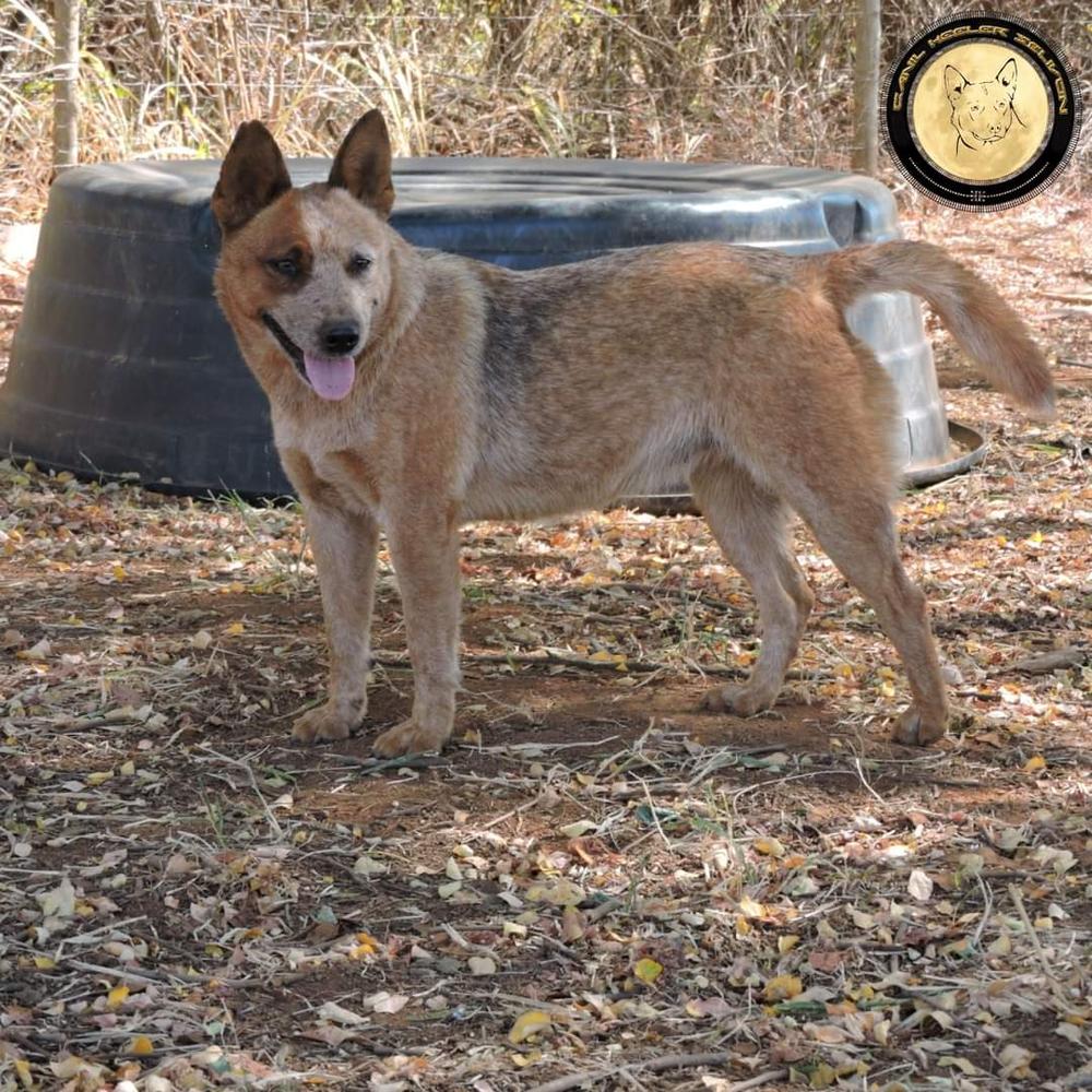 LILY OF HEELER'S SELIVON | Australian Cattle Dog 