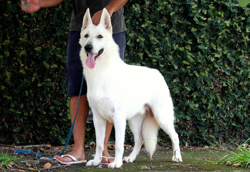 Xamã Eyes Von Taglischindorf | White Swiss Shepherd Dog 