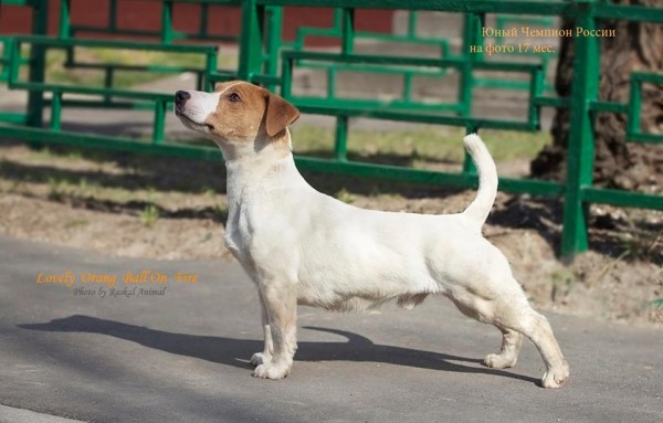 Lovely Orange Ball On Fire | Jack Russell Terrier 