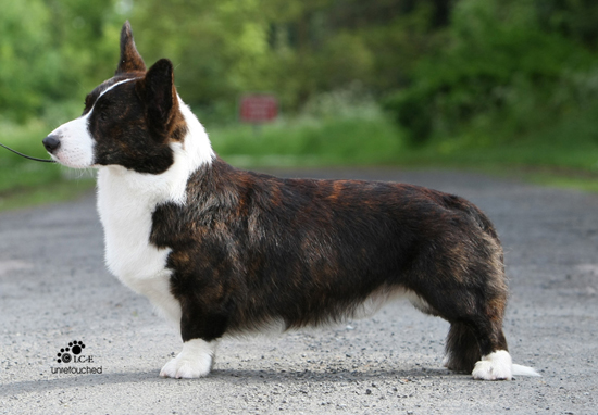 Cool Breezer For Jazenta Gaucho | Cardigan Welsh Corgi 