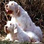 Aris del Benaco | Spinone Italiano 