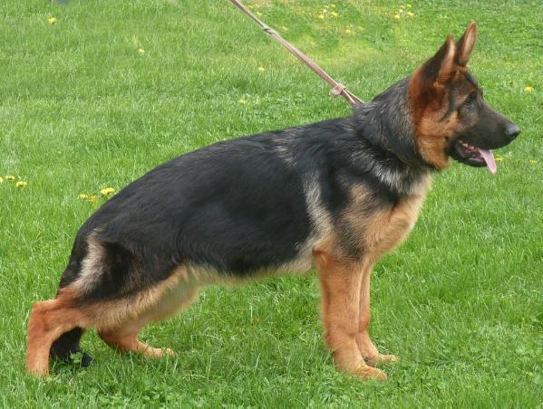 Kaschmir vom Haus Neoplantum | German Shepherd Dog 