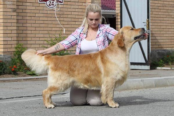 French Boy de la Cite Des Etangs | Golden Retriever 