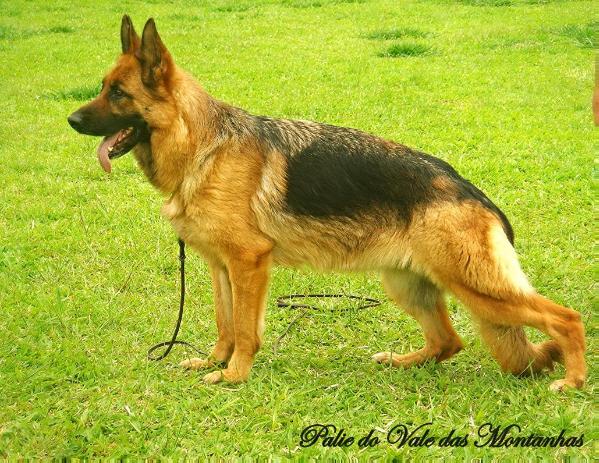 Palie do Vale das Montanhas | German Shepherd Dog 