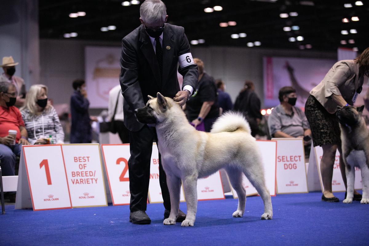 Sundara &amp; Denali’s Arctic Kiss | Akita 