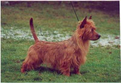 Bluepepper's Thunder King | Australian Terrier 
