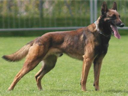 Yagus van de Duvetorre | Belgian Malinois 