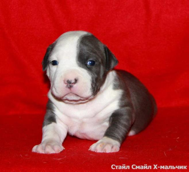 Style Smile Half And Half | American Staffordshire Terrier 
