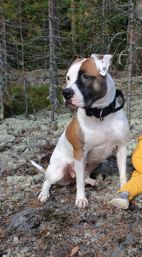 River Corn's The Mist | American Bulldog 