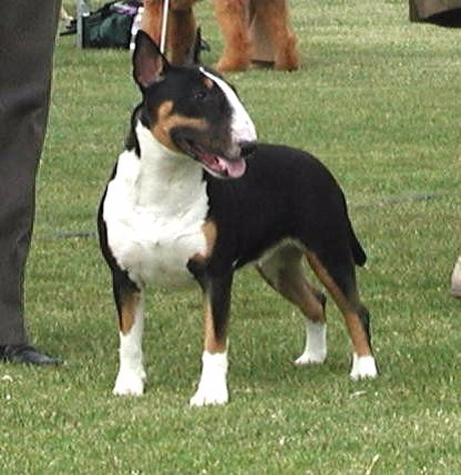 ALLEGRO NON TROPPO | Bull Terrier 