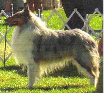 Windmark Blue Chip Stock | Rough Collie 